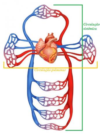 In dual circulation, we can observe the pulmonary and systemic circulation