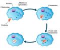 Lysosomer: vad de är och vad är deras funktioner