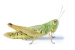 Grasshoppers: general data, importance, like pest