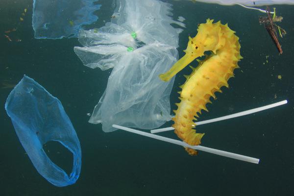Фото морського коника, що пливе з поліетиленовими пакетами і соломинками.