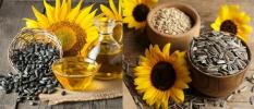 Sunflower: origin, types, fruit, uses, cultivation