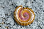 Millipede: what is it, food, poison