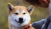 4 interessanti segreti dello Shiba Inu, il cane giapponese che conquista i cuori