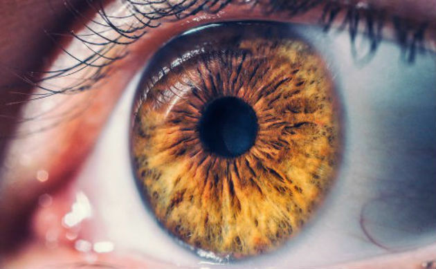Lidské oko: anatomie a jak to funguje