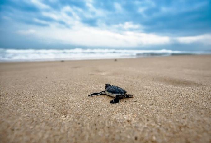A baby sea turtle tries to find the sea