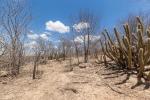 Caatinga avskogning. Effekter av avskogning i Caatinga