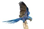 Hyacint macaw: egenskaper, reproduktion, utrotningsrisk