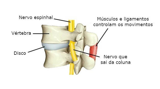 articolazione della colonna vertebrale
