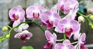 ნახვამდის, განავლის სუნი: აბაზანის 8 მცენარე, რომლებიც ჰაერს სურნელოვანებენ