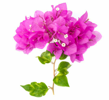 부겐빌레아의 분홍색 부분은 포엽이지만 꽃잎과 비슷합니다.