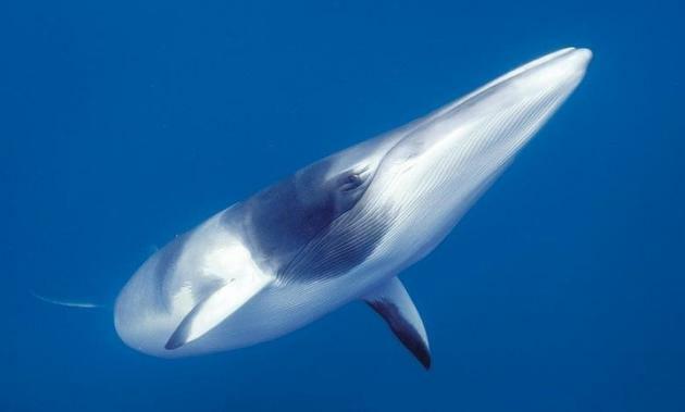 Малый полосатик кит