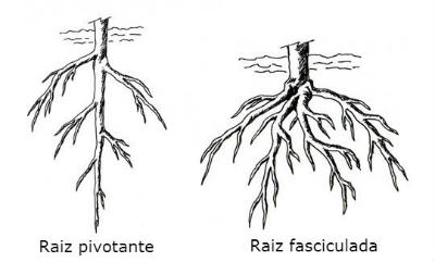 fascinirani i okretni korijen