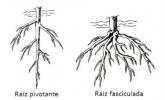 Rădăcini: funcții, piese și tipuri