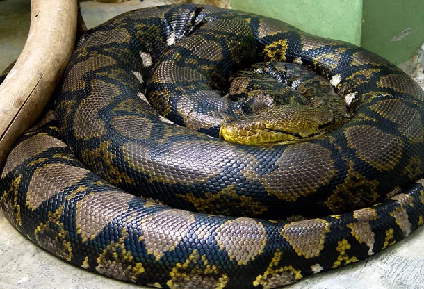 De 6 største slangene og slangene i verden, med en som når 12 meter!