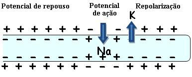 Merk op hoe de input en output van ionen de membraanpotentiaal veranderen