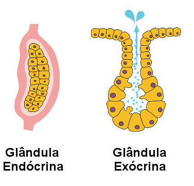 Bemærk strukturer af en endokrin og en eksokrin kirtel.