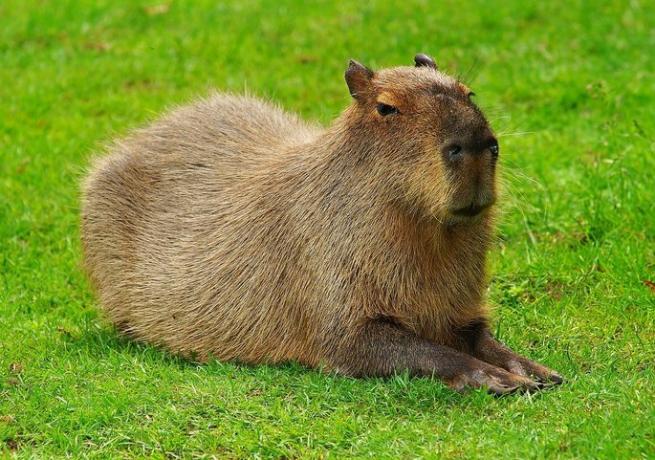 hewan pampa - kapibara