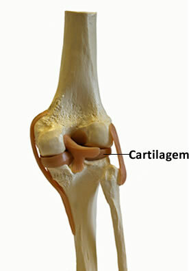 Kraakbeen tussen botten voorkomt wrijving en slijtage tussen de botten.