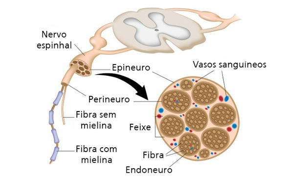 Cilvēka ķermeņa nervi