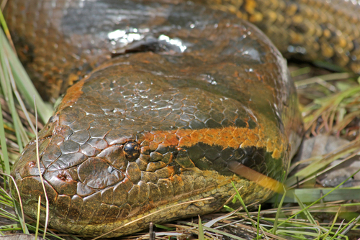 Анаконда Сукури: гигантская змея