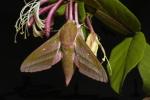 Differences between butterflies and moths. Butterflies and moths