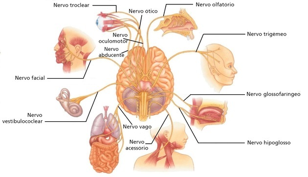 coppie di nervi cranici