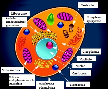 Zelluläre Organellen. Definition von Zellorganellen
