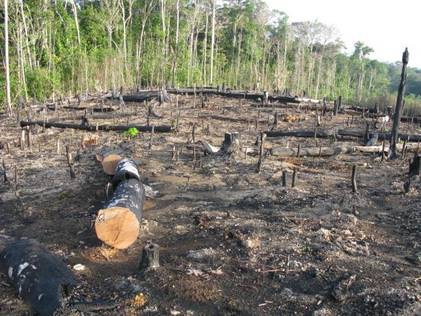 Skovrydning: årsager, konsekvenser, hvordan man indeholder