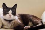 Cats for owners of the elderly: know the most suitable breeds