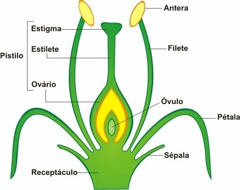 Angiosperms: characteristics, life cycle and groups