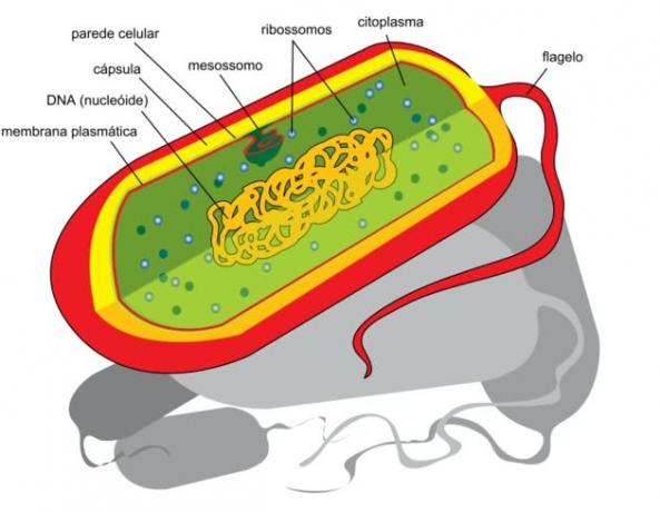 Rozdíly mezi prokaryotickými buňkami a eukaryotickými buňkami