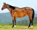 All about the Horse: characteristics and breeds (with photos)