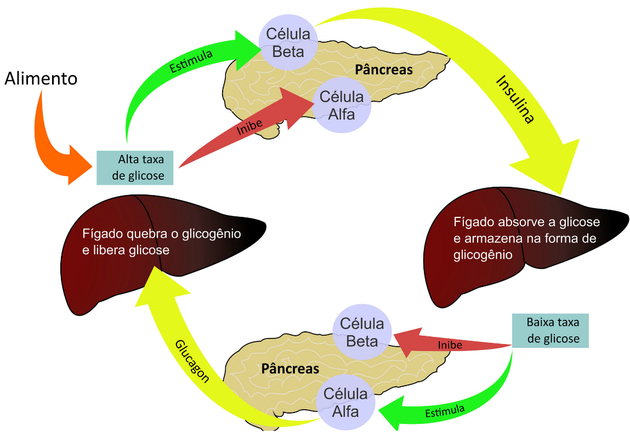 Glukagon: co to jest, funkcje i insulina