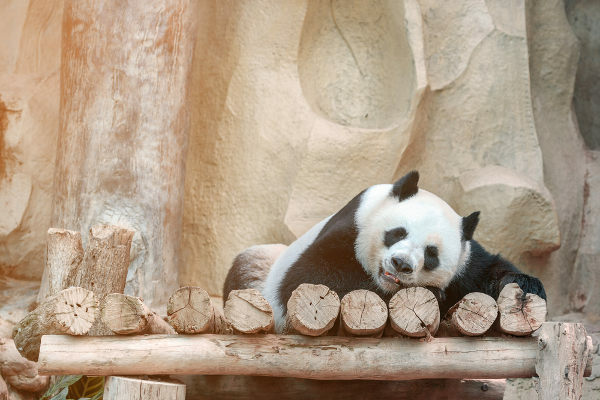 In captivity a panda can survive more than 30 years.