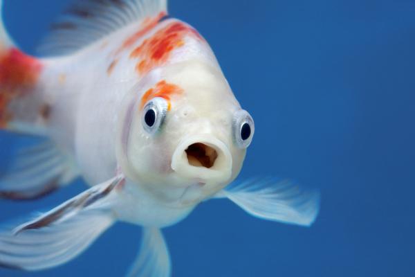 Balık: özellikleri, sınıflandırması, uyarlamaları