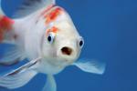 Fish: characteristics, classification, adaptations