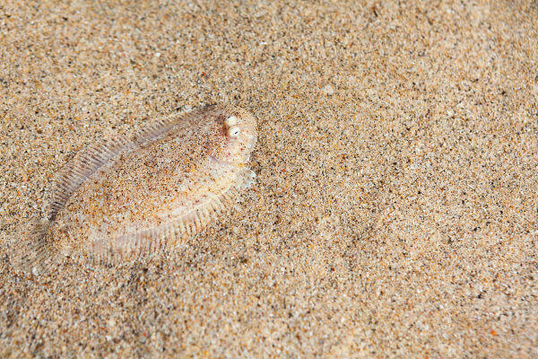 Remarquez comment le poisson est à peine perceptible dans le sable.