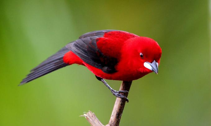 4 самых редких вида птиц в мире