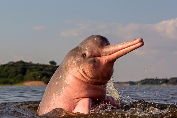 The pink dolphin is a dolphin that lives in fresh water.