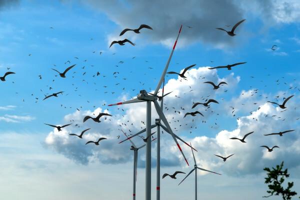 Tuuleenergia negatiivsed mõjud: mis need on?