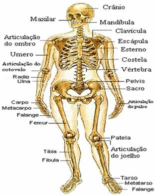 Menneskeligt skelet