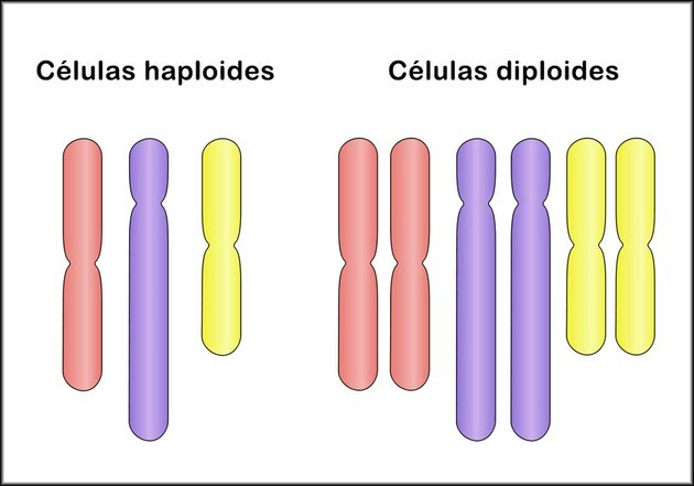 Atšķirība starp diploīdām šūnām un haploīdām šūnām