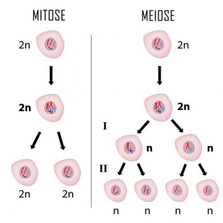 mitóza a meióza