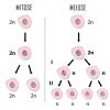 Se forskjellene mellom mitose og meiose