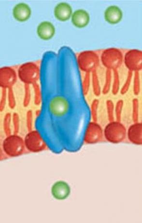 Permease in the cell membrane