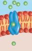 Tilrettelagt diffusjon: passiv transport over membranen