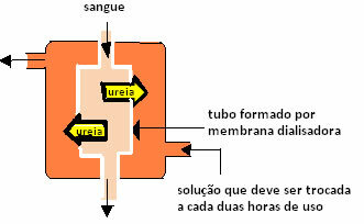 Diagram över ett rör bildat av ett dialysermembran som används vid hemodialys