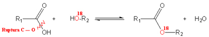 Position of radioactive oxygen in esterification reaction
