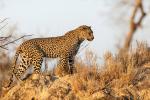 Леопард: класифікація, розмноження, загрози