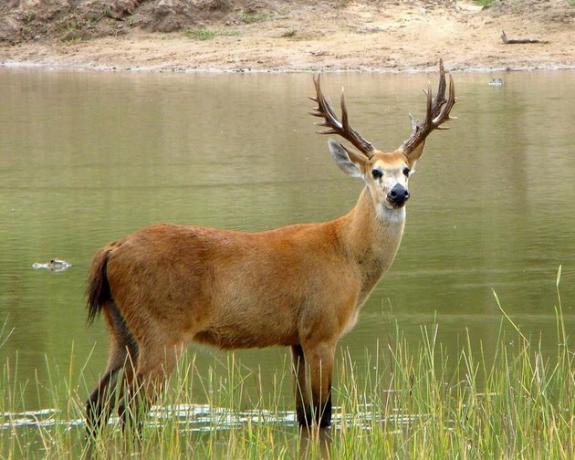 Wetland deer